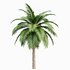 Canary Island Date Palm Phoenix Canariensis - Thumbnail 1
