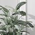 Calathea Oppenheimiana – Pflanzen Karl House Plant - Thumbnail 2