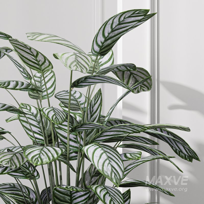 Calathea Oppenheimiana – Pflanzen Karl House Plant - Image 2