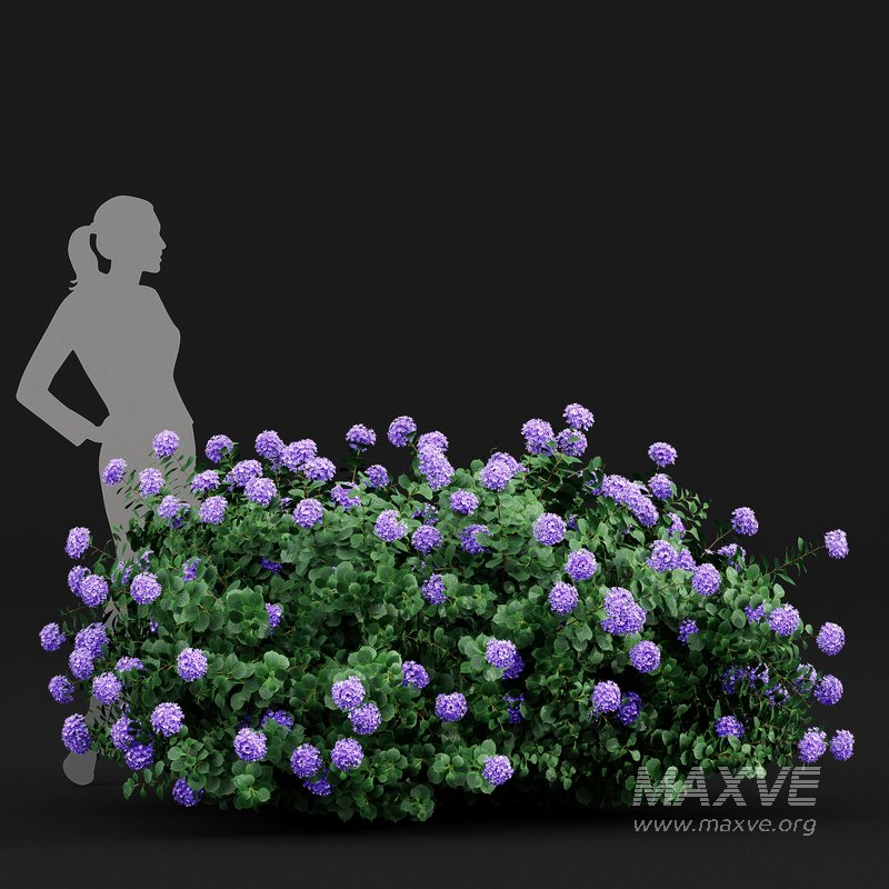 Bigleaf Hydrangeas flower Garden Gate - Image 4