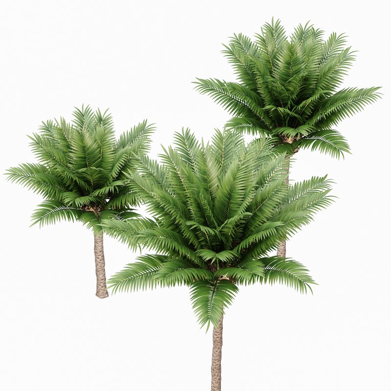 Canary Island Date Palm Phoenix Canariensis - Image 4