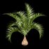 Bottle Palm Tree Hyophorbe lagenicaulis - Thumbnail 4