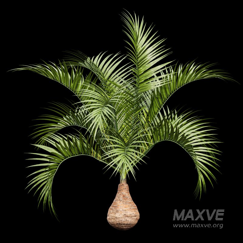 Bottle Palm Tree Hyophorbe lagenicaulis - Image 4
