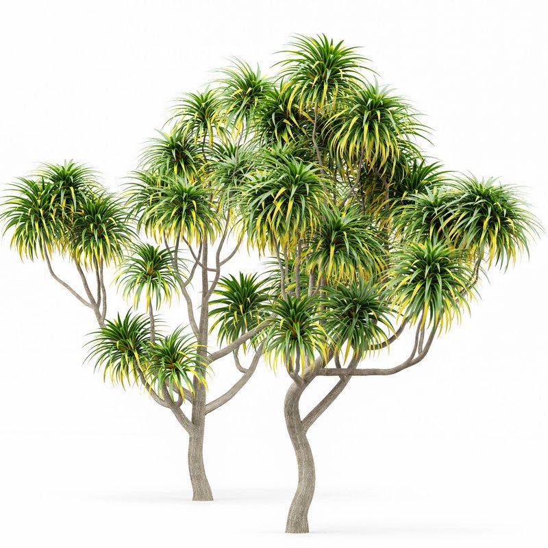 Cabbage Palm Tangihua Northland - Image 4