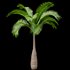 Bottle Palm Tree Hyophorbe lagenicaulis Tall - Thumbnail 5