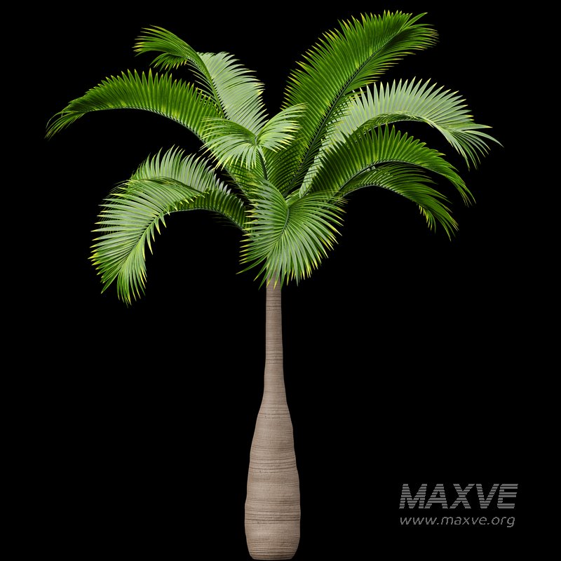 Bottle Palm Tree Hyophorbe lagenicaulis Tall - Image 5