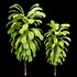 Broad Leaved Palm Lily Cordyline Petiolaris - Thumbnail 4