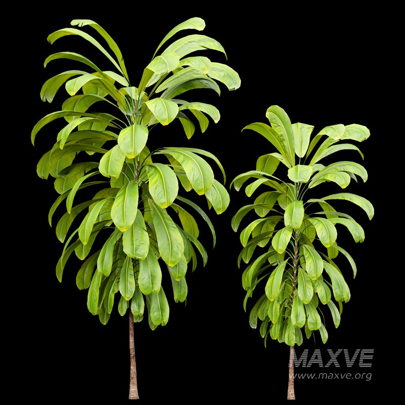 Broad Leaved Palm Lily Cordyline Petiolaris - Image 4