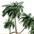 coconut palm – 4 tree on beach - Thumbnail 2