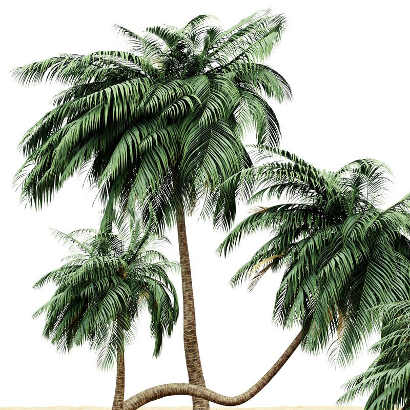 coconut palm – 4 tree on beach - Image 2