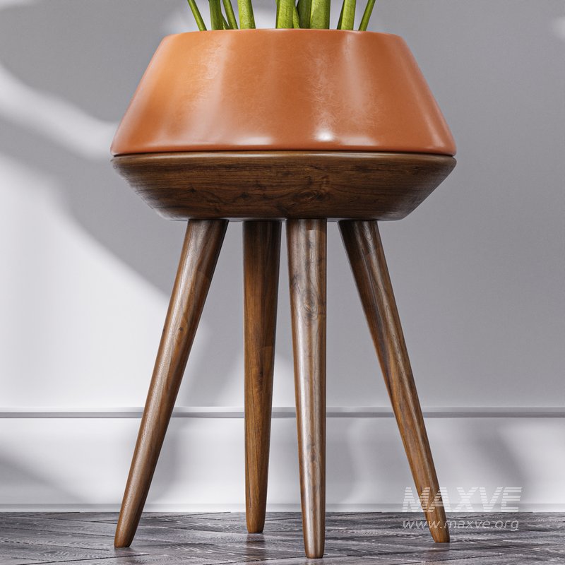 Calathea Orbifolia House Plant - Image 5