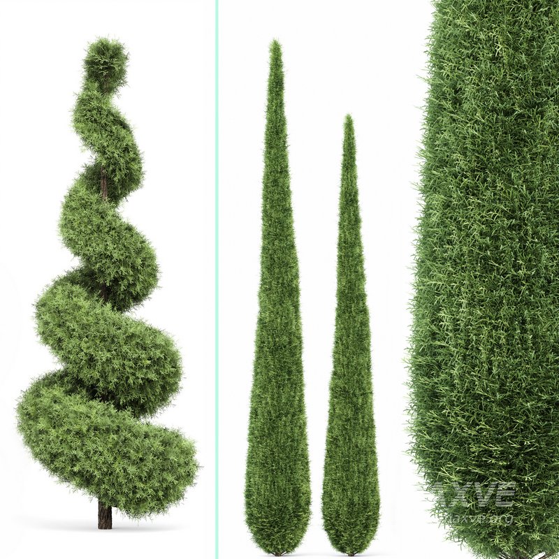 Beloved Italian Cypress and Italian Pencil Cypress and Juniperus chinensis Spartan Taylor-6 trees - Image 4