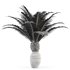 Canary Island Date Palm Phoenix Canariensis - Thumbnail 5