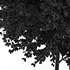 Canadian Poplar Tree - Thumbnail 5