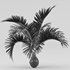 Bottle Palm Tree Hyophorbe lagenicaulis - Thumbnail 5