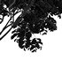 Beautiful Tree Japanese Cherry Leaf - Thumbnail 4