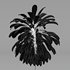 Broad Leaved Palm Lily Cordyline Petiolaris - Thumbnail 5