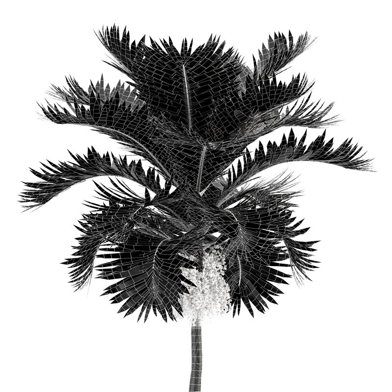 Christmas Palm Manila Palm Adonidia Veitchia Merrillii - Image 4