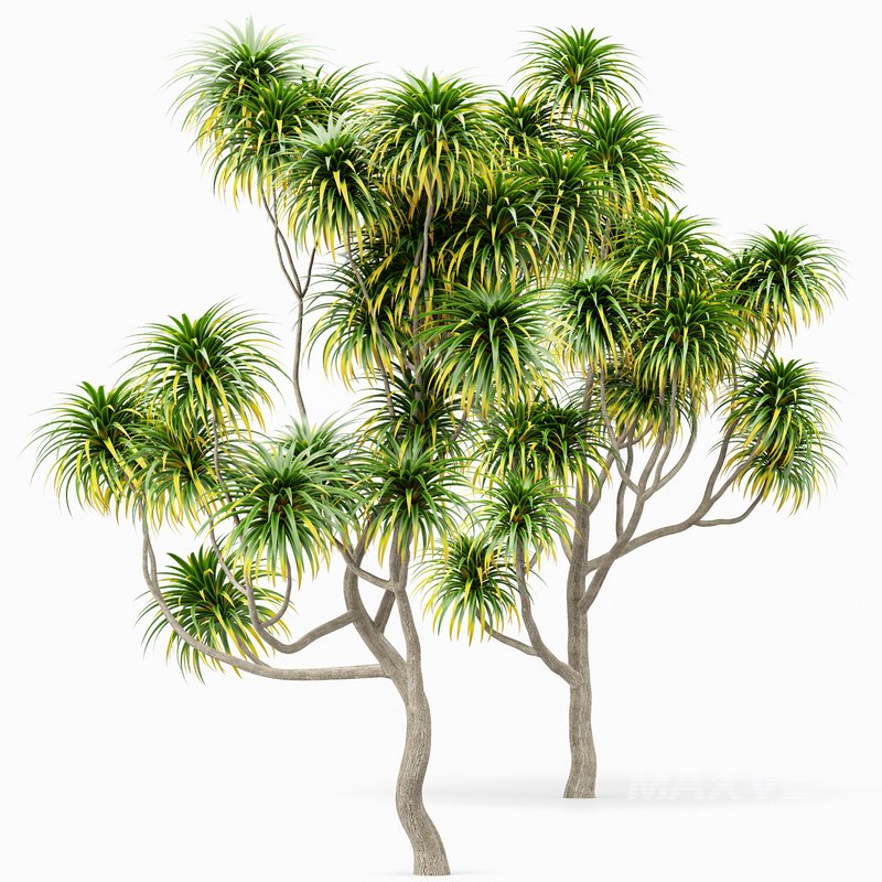 Cabbage Palm Tangihua Northland - Image 5