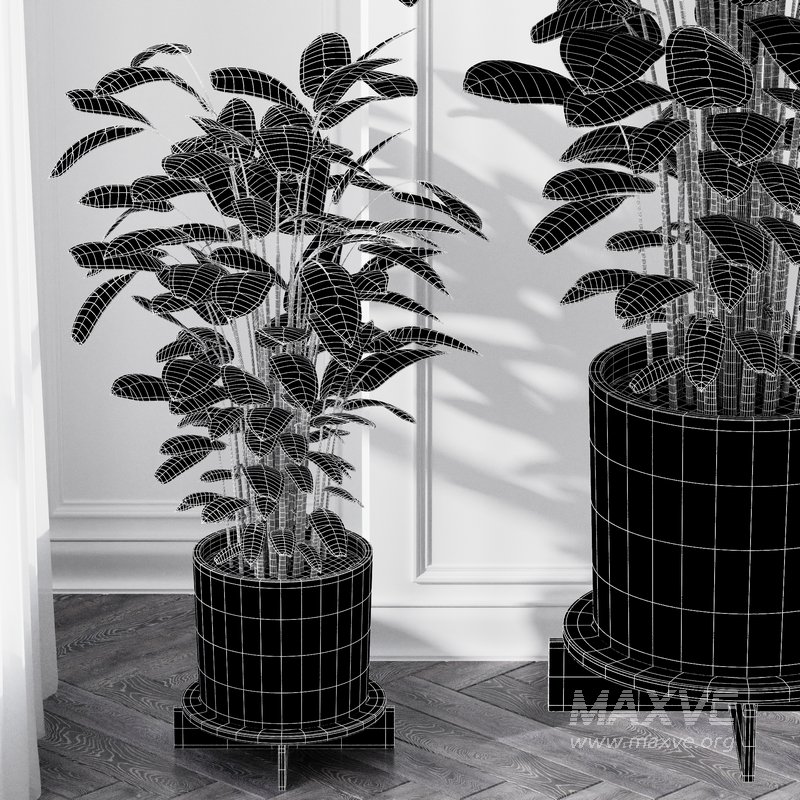 Calathea Oppenheimiana – Pflanzen Karl House Plant - Image 5