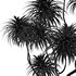 Cabbage Palm Tangihua Northland - Thumbnail 6