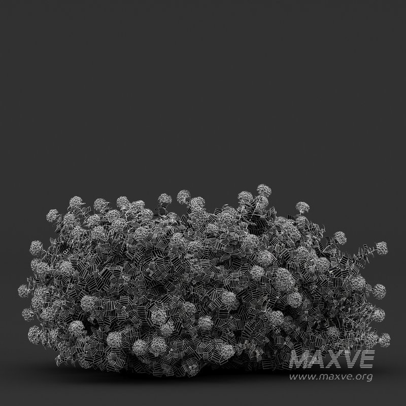 Bigleaf Hydrangeas flower Garden Gate - Image 5