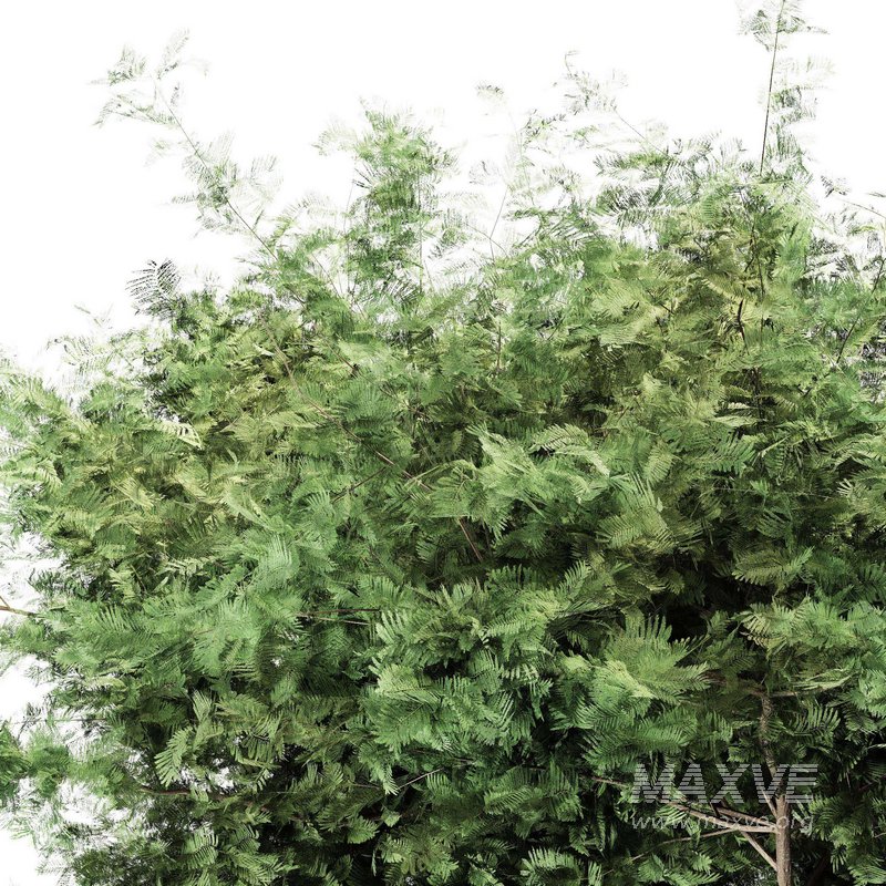 Acacia tree – East africa - Image 3