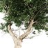 Acacia tree – East africa - Thumbnail 5