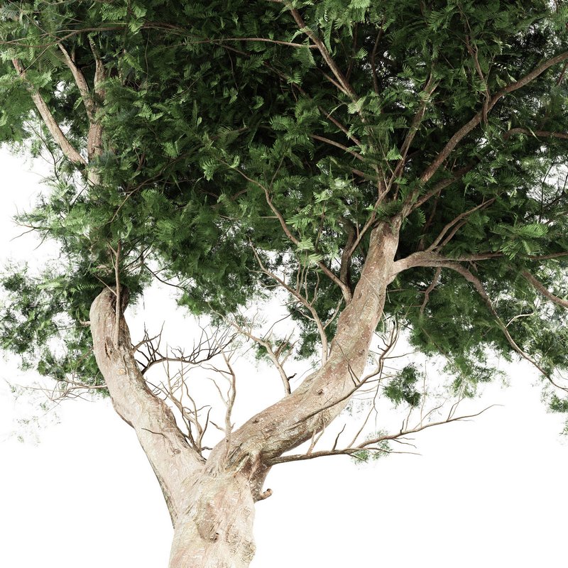 Acacia tree – East africa - Image 5