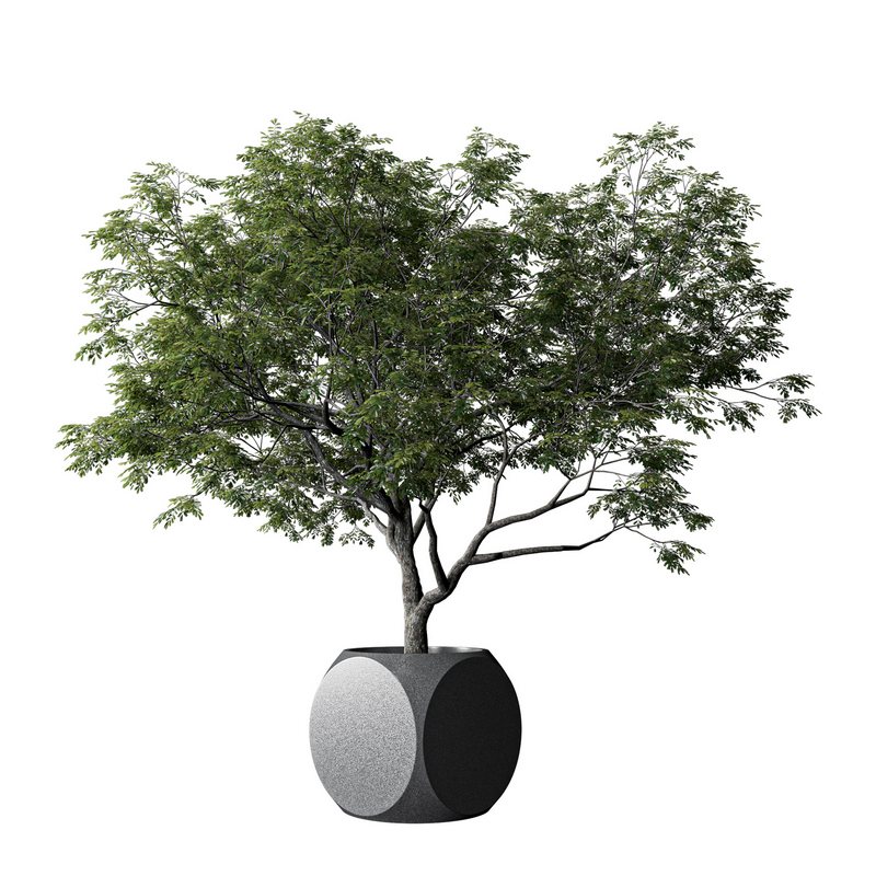 Plants Albizia - Image 2