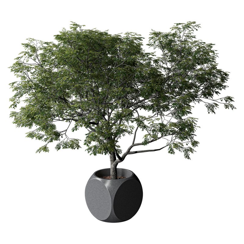 Plants Albizia - Image 3