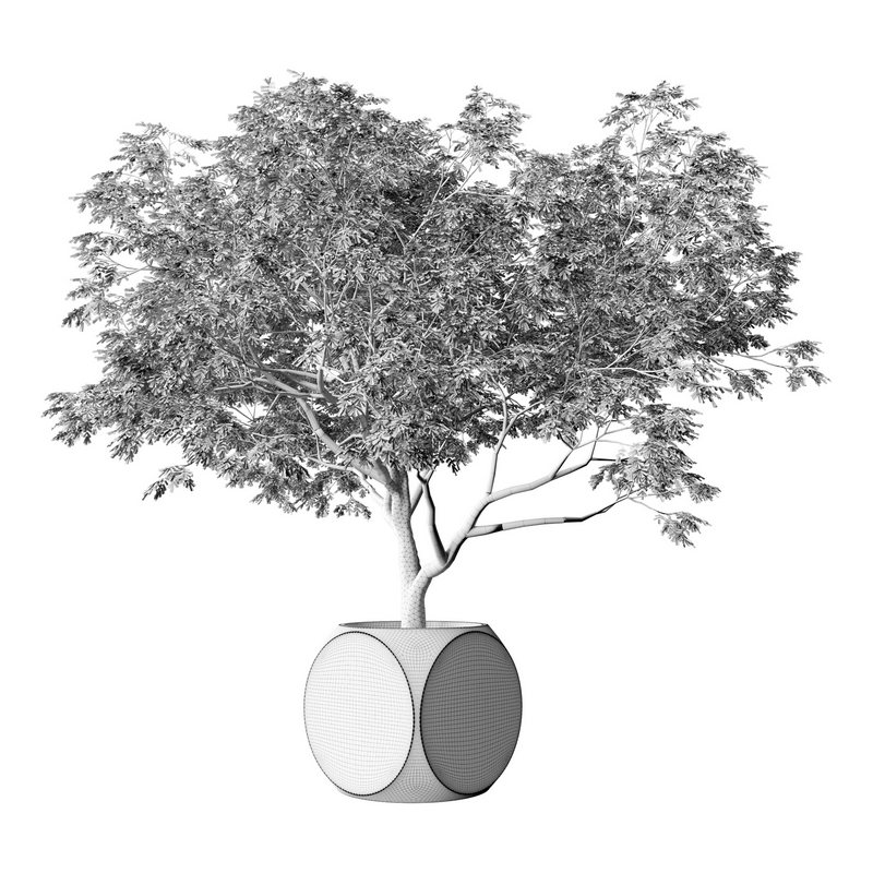 Plants Albizia - Image 4