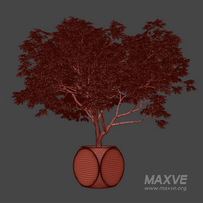 Plants Albizia - Image 5