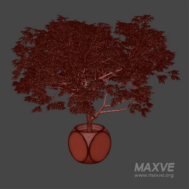 Plants Albizia - Image 6