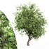 African Olive tree - Thumbnail 1