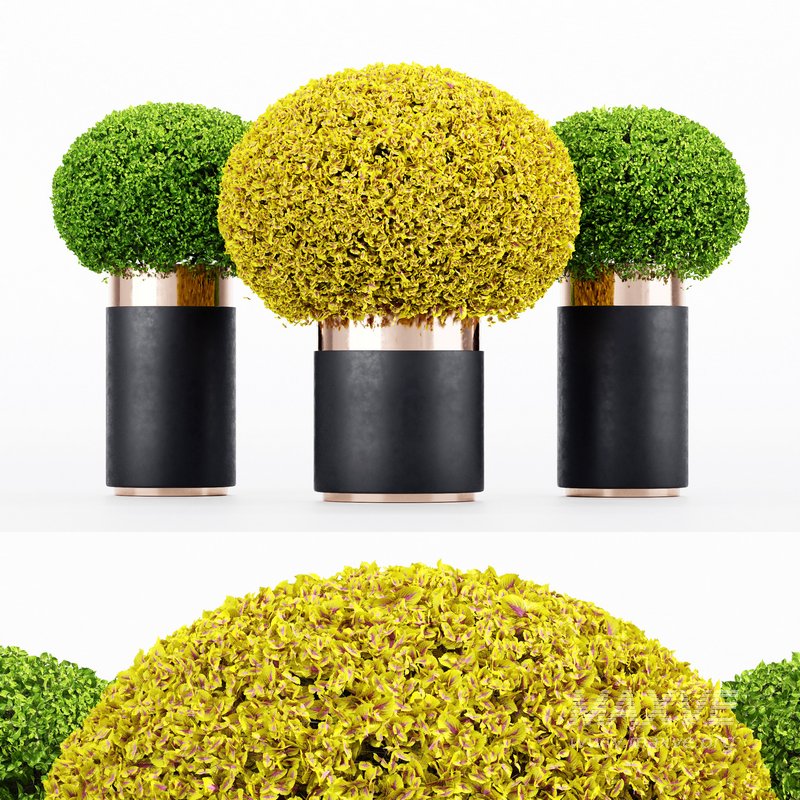 Coleus Painted Nettle seeds – Plectranthus scutellarioides - Image 1