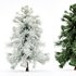 Alaska Cedar – Spring to Winter - Thumbnail 1