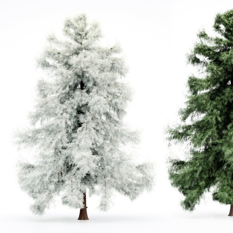 Alaska Cedar – Spring to Winter - Image 1