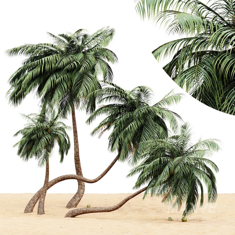 coconut palm – 4 tree on beach - Image 1