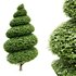 Burford Holly_Spiral Topiary tree tuja occidentalis - Thumbnail 1