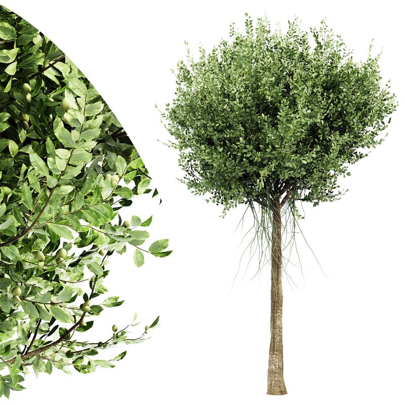 Agar wood tree - Image 1