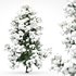 Alaska Cedar – Snow Winter - Thumbnail 2