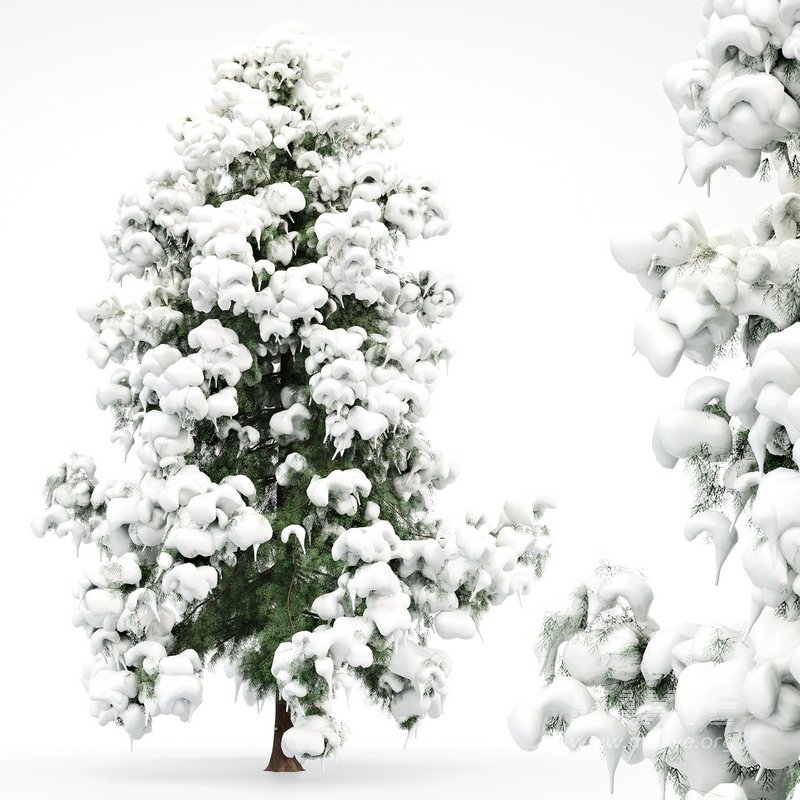Alaska Cedar – Snow Winter - Image 2