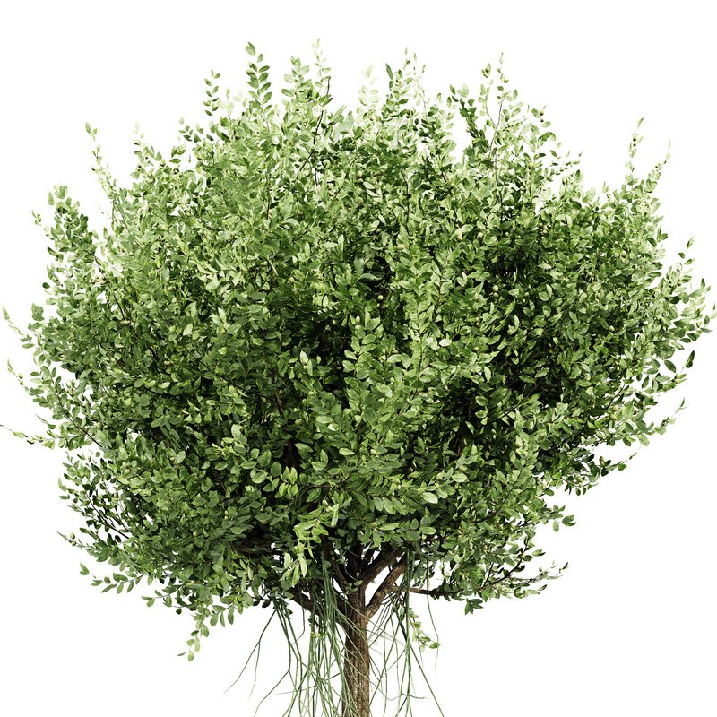 Agar wood tree - Image 2