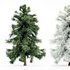 Alaska Cedar – Spring to Winter - Thumbnail 2