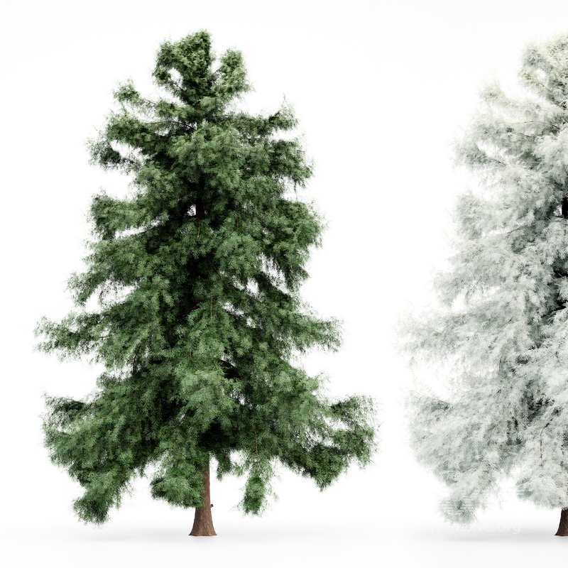 Alaska Cedar – Spring to Winter - Image 2
