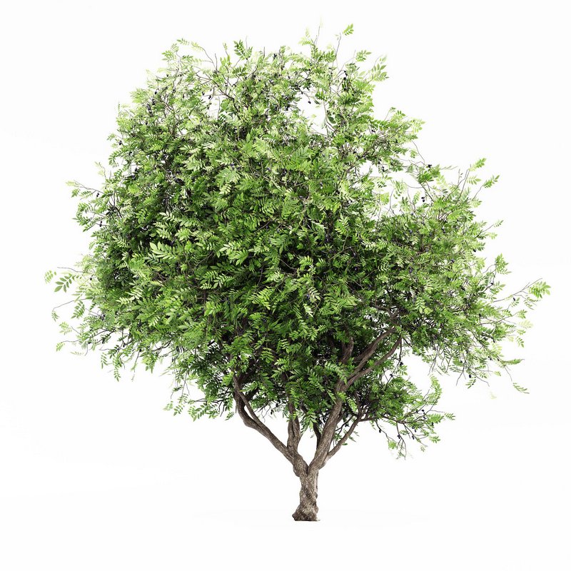African Olive tree - Image 2