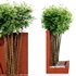 Backyard Landscaping – Bamboo Wall - Thumbnail 2