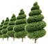 Burford Holly_Spiral Topiary tree tuja occidentalis - Thumbnail 3