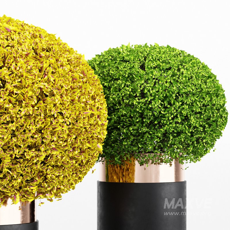 Coleus Painted Nettle seeds – Plectranthus scutellarioides - Image 3